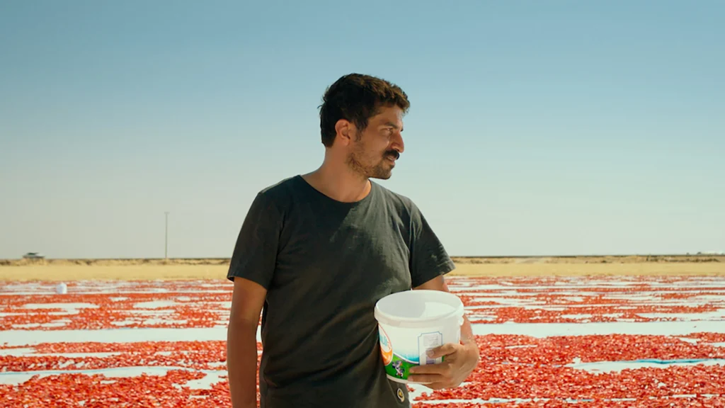 murat fıratoğlu kavurucu siverek sıcağında kuru domates topluyor